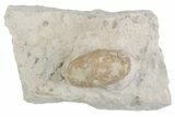 Eocene Fossil Snake Egg - Bouxwiller, France #366879-1